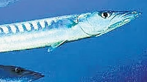 Man hurt in barracuda attack during fishing expedition airlifted from Maldives, treated in Kochi