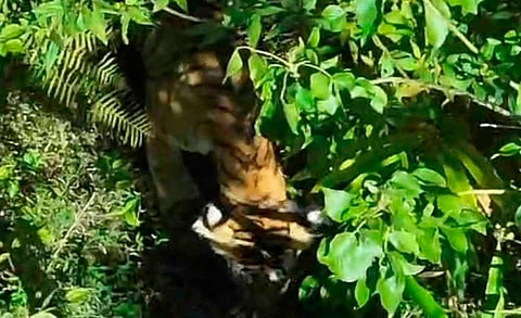 Tiger Idukki