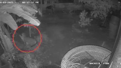 കൊരട്ടിയില് ജനവാസമേഖലയില് പുലി? പരിഭ്രാന്തി, വിഡിയോ