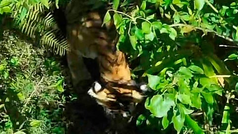 Tiger Idukki