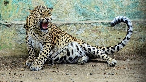 leopard in Thrissur
