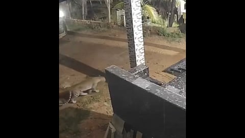 Pet dog chases leopard