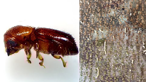 Island pinhole borer a nightmare for invasive 'manja konna' trees