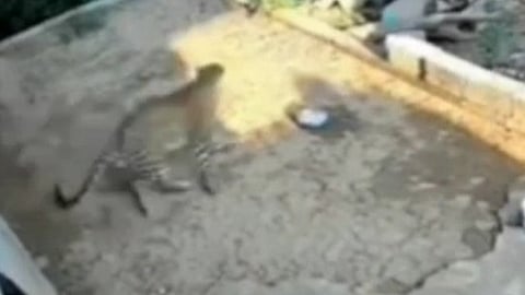 Leopard right behind child playing in backyard; shocking video