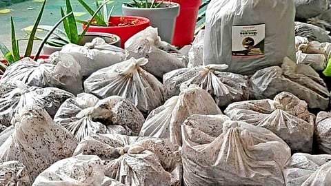 Bans burning of dry leaves