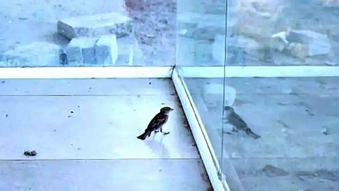 Sparrow trapped glass cage Kannur