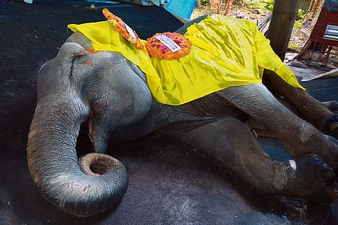 Guruvayur Devaswom Punnathur Elephant Nandini dies