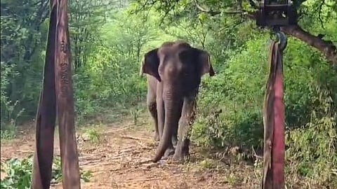 Chalakudy wild elephant attack