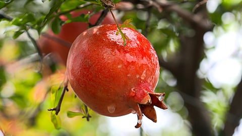 pomegranate