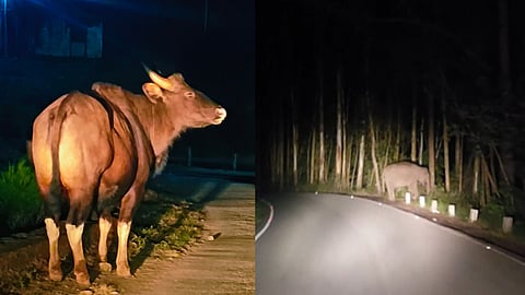 A herd of wild elephants and buffalo spread terror in Munnar - Video