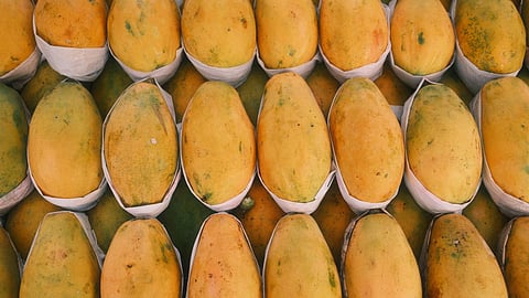 ripe mango