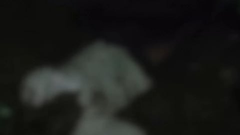 Another wild elephant attack in Wayanad