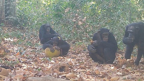 chimpanzees