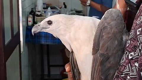 White-bellied sea eagle treated in Kannur
