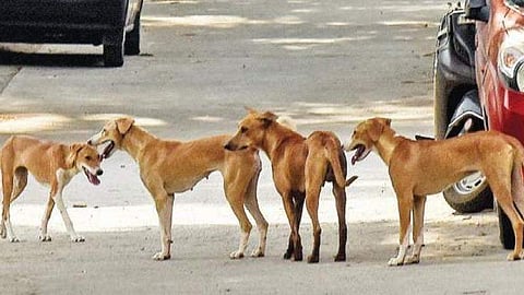 Chandigarh’s New Rs 10,000 Fine For Feeding Stray dog