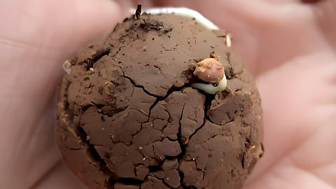 seed ball, KFRI, Kerala Forest department