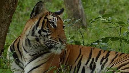 wild animal attacks, Man-animal conflict