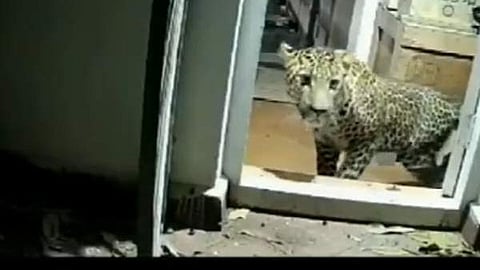 A leopard was found near three children sleeping inside the house.