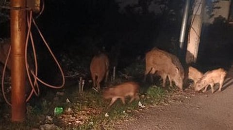 wild Boar,Technopark, Man animal conflict