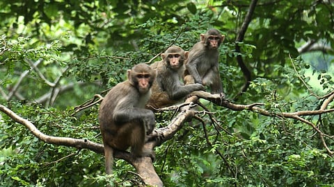 Monkey, Forest Department,bonnet macaque, birth control programme