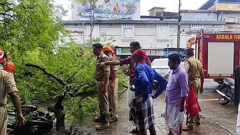 A huge tree fell near Thalassery General Hospital; six two-wheelers were damaged