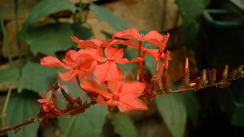 Indian leadwort, wild boar,Plumbago indica
