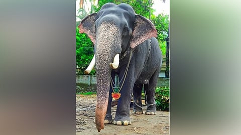 Guruvayur Devaswom Board tusker gopikannan died