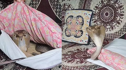 Poisonous Snake Sneaking Under Pillow In Nagpur