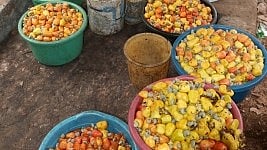 Kannur feni, Cashew, feni