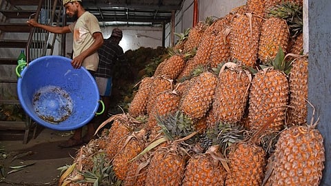 Pineapple price