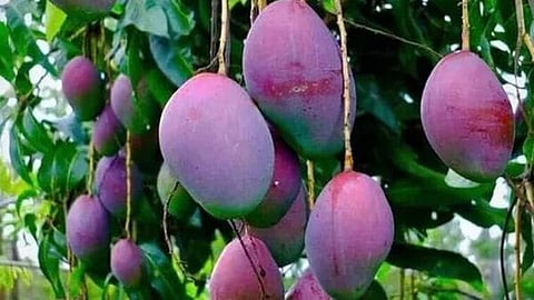 miyazaki mangoes