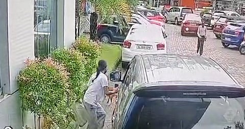 Stray dog that bit about 50 people found dead; footage of it biting a student released