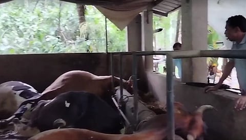 Five cows die of shock in Kannur