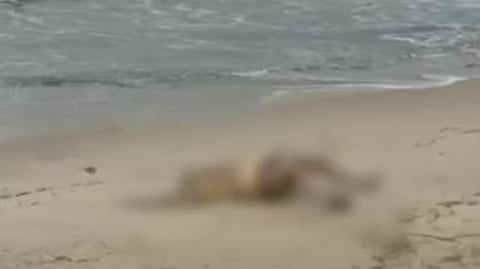 Unknown body found on alappuzha beech