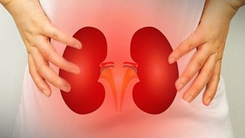 representational image of kidney