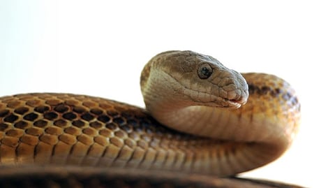 Yellow Rat snake
