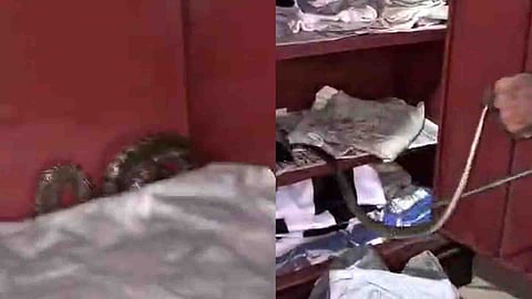 Cobra snake caught in a cupboard