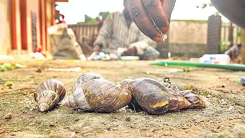 ‘Please be careful’; Warning to be vigilant against African snails
