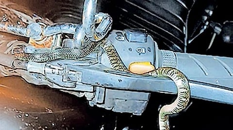 snake on the bike handle; family miraculous escape