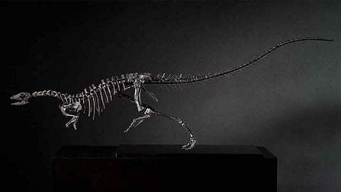 Natural History Museum