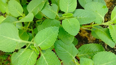 image of panikoorka plant