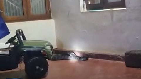 King cobra inside a toy car