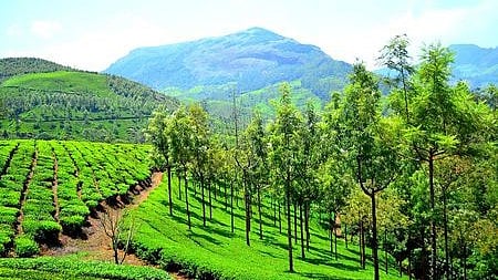 record rain in munnar
