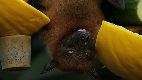 Australian lyssavirus