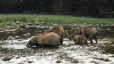 Chicken-eating jumbos are an indicator of changing wild-animal behavior