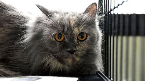 Chinese Man Offers Life Savings To Any Stranger Willing To Care For His Cat