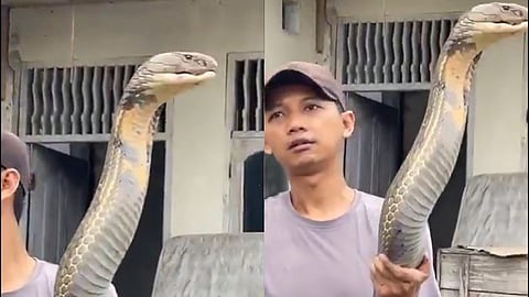 Man Fearlessly Holding Giant King Cobra