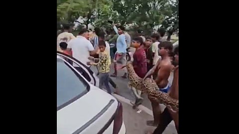 Children carry 15-foot Indian rock python bare-handed