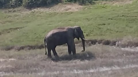 Wild Elephant in the farm