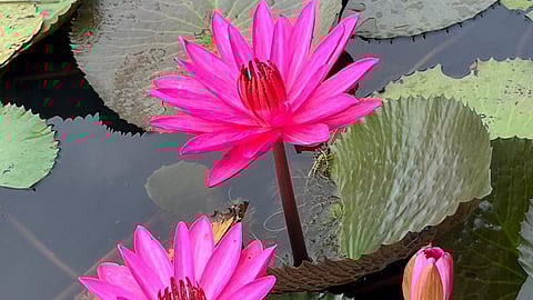 Malarikkal, water lilies